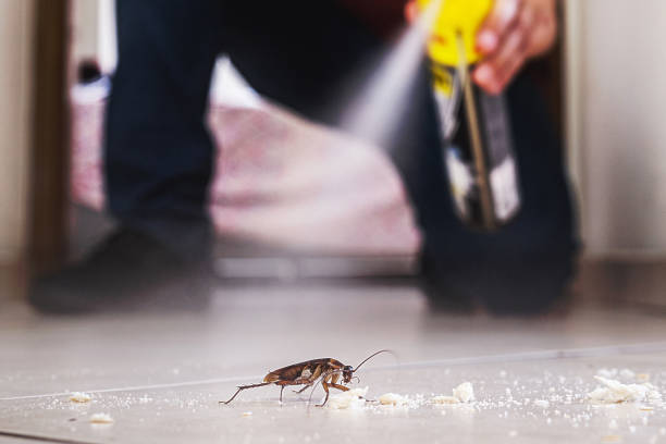 Best Pest Removal Services  in Albany, KY