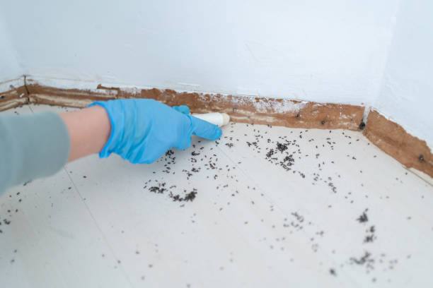 Best Cockroach Control Services  in Albany, KY